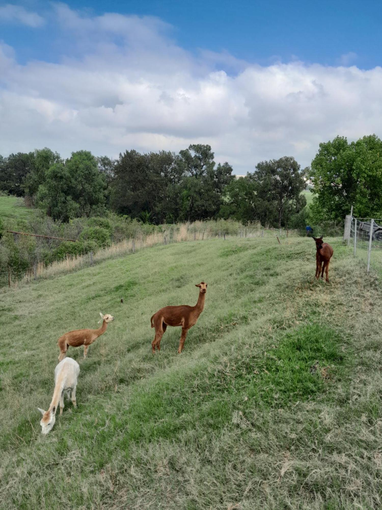 Muswellbrook Northside Bed & Breakfast Buitenkant foto