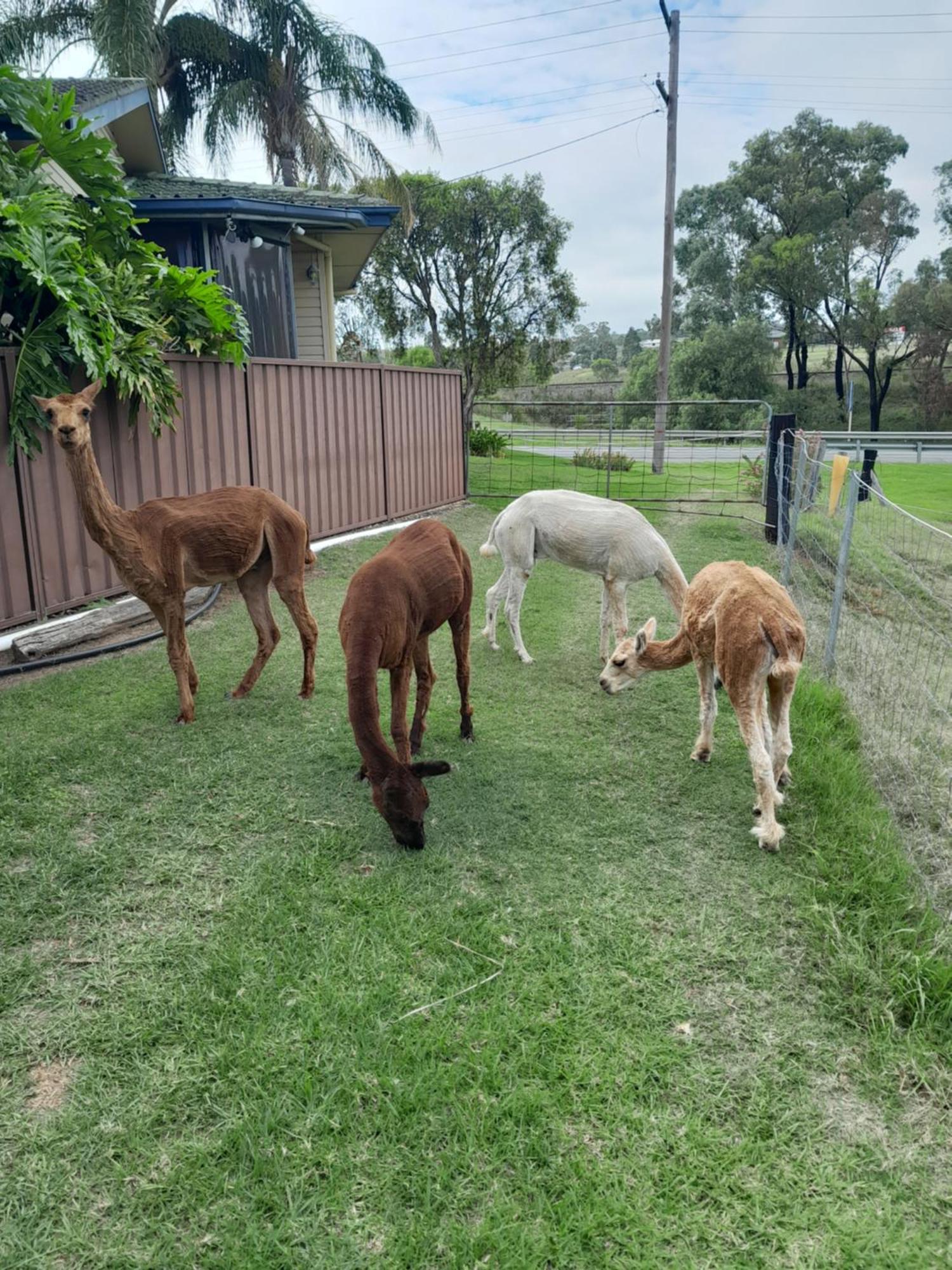 Muswellbrook Northside Bed & Breakfast Buitenkant foto